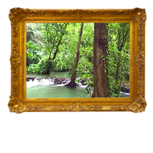 tropisch-regenwoud levend schilderij beleef tv